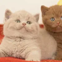 گربه اسکاتیش و بریتیش