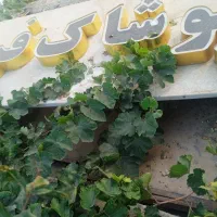 تابلو چلنیوم پوشاک فرهاد سالم نو نو|فروشگاه و مغازه|تربت‌حیدریه, حسنی بالا|دیوار