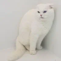 گربه|گربه|آبادان, |دیوار