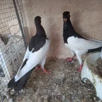 کفتر|پرنده|قائن, |دیوار