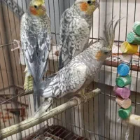 عروس هلندی|پرنده|نسیمشهر, |دیوار