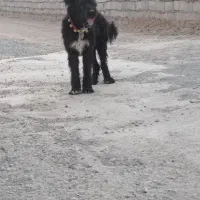 سگ گله جنوری آدمی همچی ب شرط