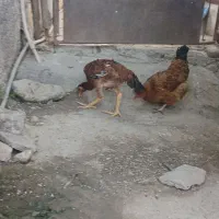 فروش مرغ  خروس محلی ولاری