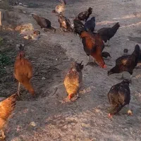 تخم مرغ محلی  دورگه ۸۰۰۰