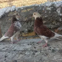 کفتر|پرنده|یزد, |دیوار