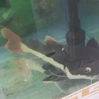 ماهی ردتیل و پهن کوسی شکاری|ماهی|تهران, هاشمی|دیوار