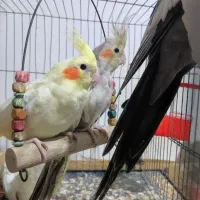 جوجه دو ماهه عروس هلندی لوتینو