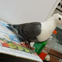 ماده کلاغ سبز|پرنده|مشهد, شهید آوینی|دیوار