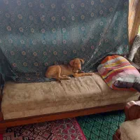 توله سگ سه ماه