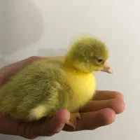 جوجه غاز محلی سرحال|حیوانات مزرعه|ساری, |دیوار