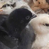 جوجه گلپایگان و جهادی