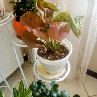 گل صورتی
