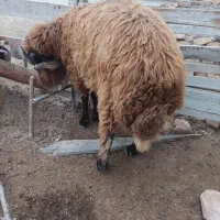 بره نر افشار|حیوانات مزرعه|گمیشان, |دیوار