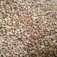 لوبیا چیتی سالم درجه 2
