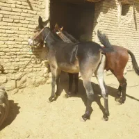 قاطر قودو|حیوانات مزرعه|لاران, |دیوار