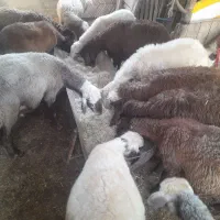 ۱۳عدد بره نر