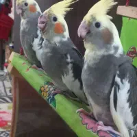 فروش جوجه عروس یک ماهه سرلاک میخورن