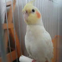 عروس هلندی ماده