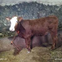 حیوانات مزرعه