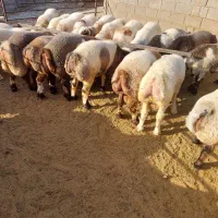بره پرواری درجه یک