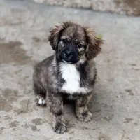 سگ پاکوتاه نر ۵ماهه.