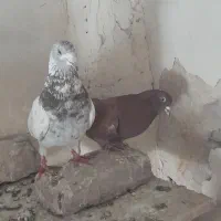 کفتر|پرنده|تبریز, |دیوار