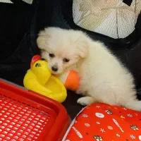 پامر ماده با لوازم ۱۳