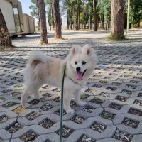 سگ پامر
