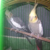 عروس هلندی فروش و معاوضه با مرغ عشق و طوطی کوتوله