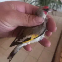 ۲عدد سهره نر امسالی جوان  عطیقه و گل قفل