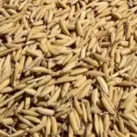 جو هاشمی خشک و یکدست قیمت مناسب
