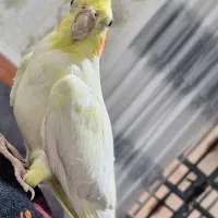 عروس هلندی با طوطی برا فروش