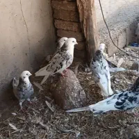 سرور قاچیرتمیشام|حیوانات|اردبیل, |دیوار