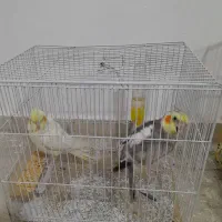 عروس هلندی لوتینو|پرنده|نهاوند, |دیوار