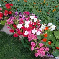 باغبانی . گیاه پزشک