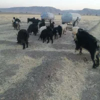 بز، داشتی جوان