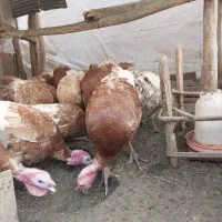 فروش بوقلمون بوربون