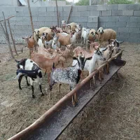 قوچ نری بز کهره|حیوانات مزرعه|بندرعباس, |دیوار