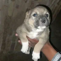 توله نر تربتی معاوضه