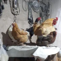 انواع کبوتر و مرغ و خروس برهما کوشین و بومی|حیوانات مزرعه|اصفهان, ملک‌شهر|دیوار