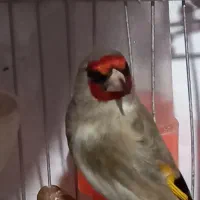 سلام سهره نر ویک ماده