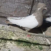 نر و ماده حسن خانی
