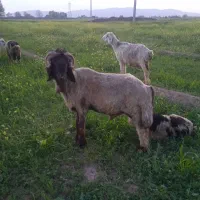 حیوانات مزرعه قوچ