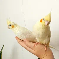 جوجه عروس هلندی