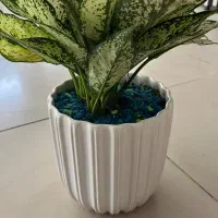 گل اگلونما