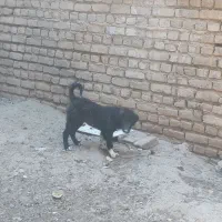 توله قدرجونی|سگ|ورامین, ورامین|دیوار