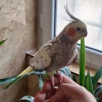 طوطی عروس هلندی ماده مرواریدی