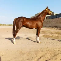 اسب نریان عرب دوسر وارداتی