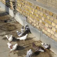 کبوتر|پرنده|کاشان, خرمدشت|دیوار