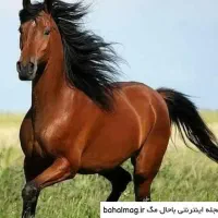 فروش فوری اسب مادیان همراه با کره اش